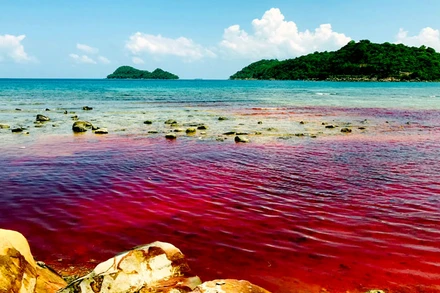 Hiện tượng nước biển chuyển từ màu xanh thông thường sang màu đỏ ở xã đảo Thổ Châu. 