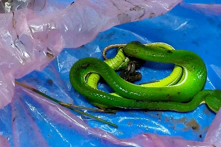 Con rắn đã cắn ông N. ngày 29/9.