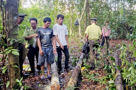 Lực lượng chức năng phát hiện, bắt giữ các đối tượng khai thác rừng trái phép. 