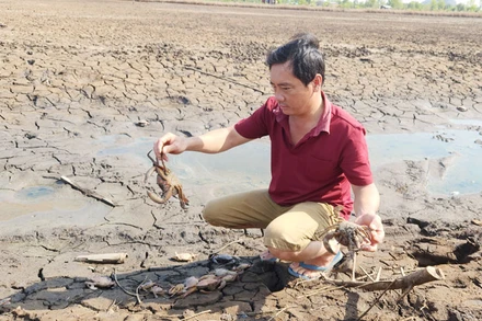 Do nguồn nước ô nhiễm, 12 ha nuôi tôm, cua, cá của ông Huỳnh Văn Kỷ chết hàng loạt, bị thiệt hại tổng cộng 380 triệu đồng. 