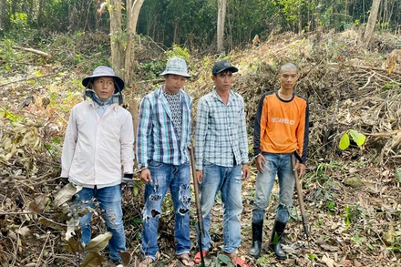 4 đối tượng chặt phá rừng ở Phú Quốc.