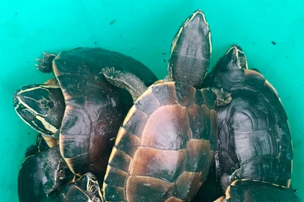 Cá thể nghi là rùa Ba Gờ và cá thể nghi là rùa Hộp lưng đen thuộc danh mục loài nguy cấp, quý, hiếm được ưu tiên bảo vệ. 