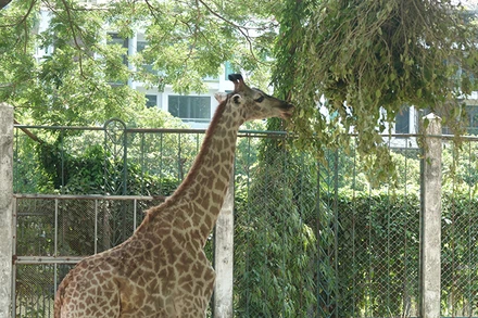 Hươu cao cổ "Thảo em" hiện đã ăn được tất cả các loại thức ăn mà nhân viên mang đến.