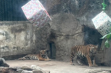 Hai bé hổ Bình và Dương trong ngày mừng được 1 tuổi.