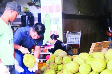 Sản phẩm sầu riêng từ mô hình tiêu chuẩn VietGAP có mẫu mã, chất lượng tốt, được thị trường đón nhận.