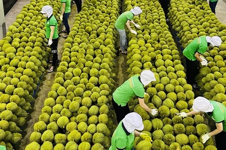 [Video] Chủ động ứng phó biến động thương mại, giữ vững chuỗi giá trị nông sản Việt