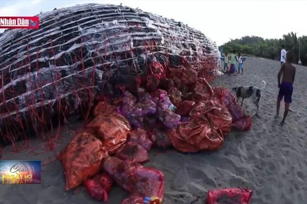 Môi trường xanh: Vai trò của báo chí trong giảm ô nhiễm nhựa đại dương