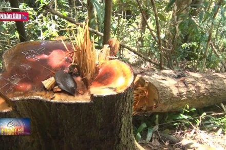 Kon Tum mở rộng điều tra, xử lý nghiêm hành vi khai thác trái phép lâm sản