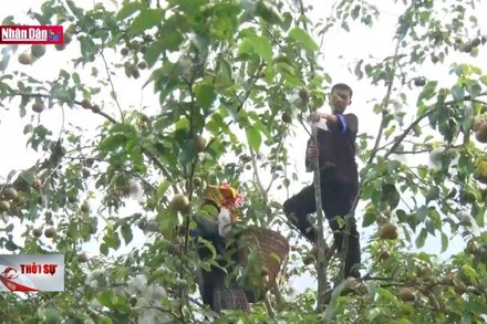 Mùa quả ngọt ở Mù Cang Chải