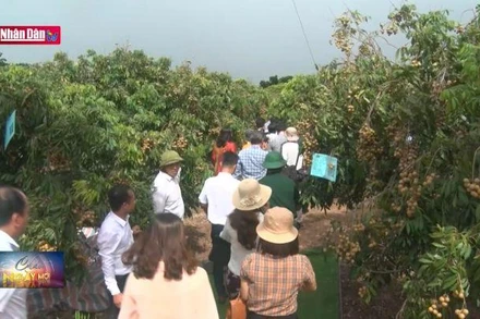 Mở vườn nhãn xuất khẩu tại Hải Dương