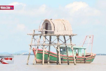 Kiên quyết giải tỏa các trường hợp nuôi ngao trái phép trên biển Hải Phòng