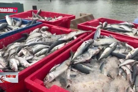 Ngư dân phấn khởi sau những chuyến biển bội thu