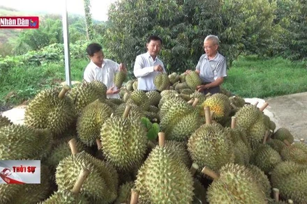 Sầu riêng được xuất khẩu chính ngạch sang Trung Quốc