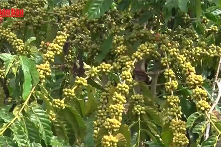 [Video] Giá hồ tiêu và cà phê giảm sâu 