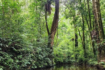 Việt Nam sẽ có 6 vùng trồng tập trung 500 nghìn ha rừng mới. (Ảnh: VGP)