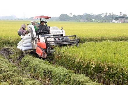 Người dân xã Tượng Lĩnh (huyện Kim Bảng) thu hoạch lúa.