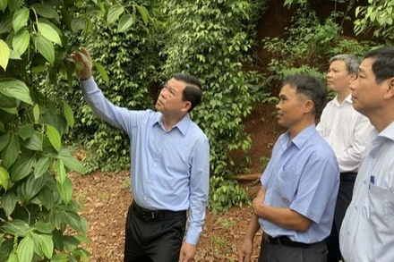 Bí thư Tỉnh ủy Đồng Nai Nguyễn Hồng Lĩnh (bên trái) khảo sát một hộ dân trồng tiêu cho năng suất cao ở huyện Cẩm Mỹ.