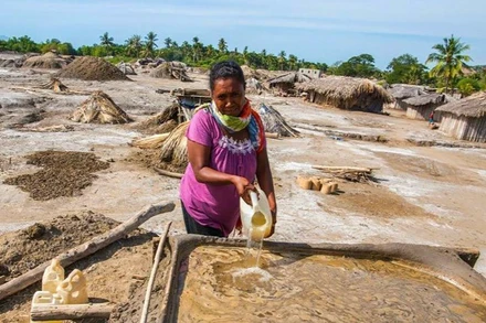Người phụ nữ thu hoạch muối trong rừng ngập mặn ở Timor-Leste - một quốc đảo đang phát triển. (Ảnh: UNDP)