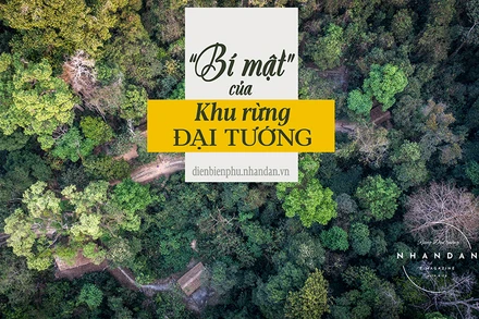 "Bí mật" của khu rừng Đại tướng