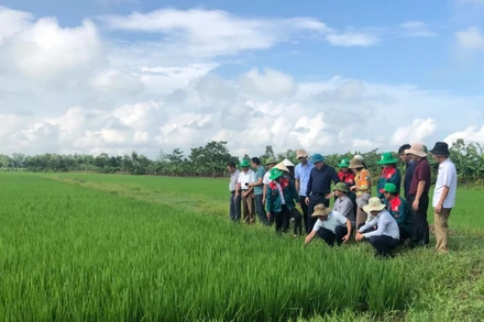 Ảnh minh họa: Mô hình sản xuất lúa hữu cơ, tuần hoàn tại Hà Tĩnh. 