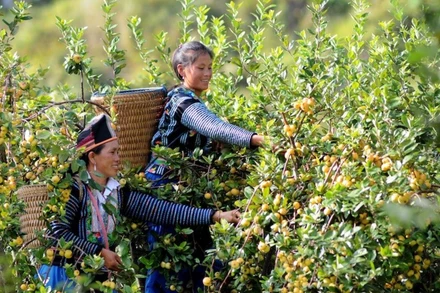 Ảnh minh họa: Nhiều chính sách của Đảng và Nhà nước đã giúp đồng bào dân tộc thiểu số thoát nghèo và phát triển bền vững. (Ảnh: TTXVN)