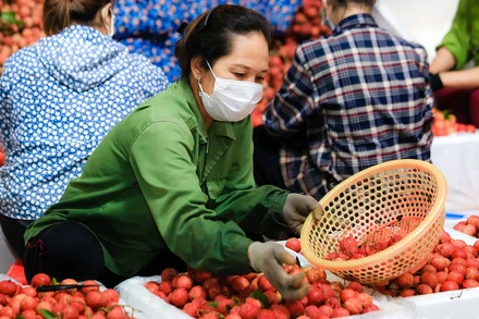 Ảnh: THÀNH ĐẠT