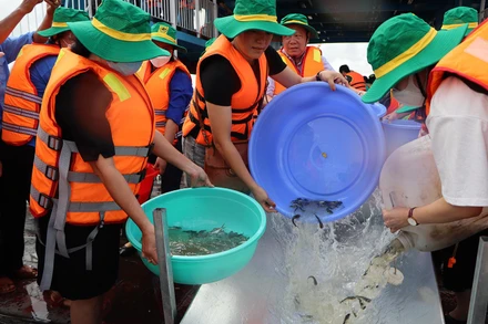 Thả cá xuống sông Hậu để tái tạo nguồn thủy sản tự nhiên.