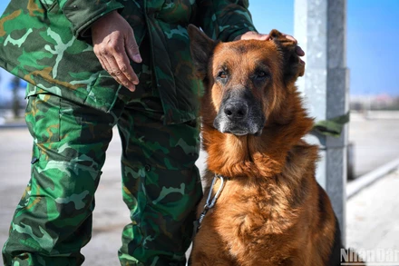 Pocka được mệnh danh là "siêu anh hùng" trong chiến dịch cứu hộ, cứu nạn của Quân đội nhân dân Việt Nam tại Thổ Nhĩ Kỳ. (Ảnh: THÀNH ĐẠT)