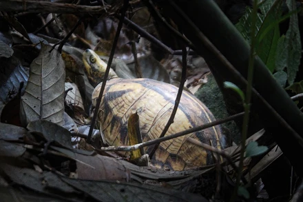 [Ảnh] Hành trình "về nhà" của rùa hộp trán vàng miền bắc