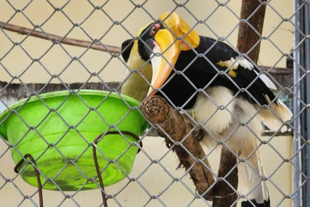 Sau nhiều năm đi vào hoạt động, Trung tâm Cứu hộ động vật hoang dã (Sở NN&PTNT Hà Nội) đã trở thành điểm sáng của cả nước trong công tác bảo vệ động vật rừng.