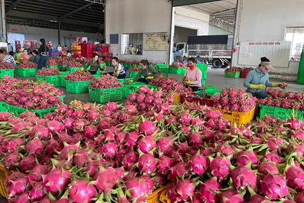Thanh long giảm phát thải bán được giá cao, xuất khẩu qua nhiều thị trường khó tính. 