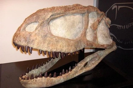 (Nguồn: paleontology.fandom.com) 