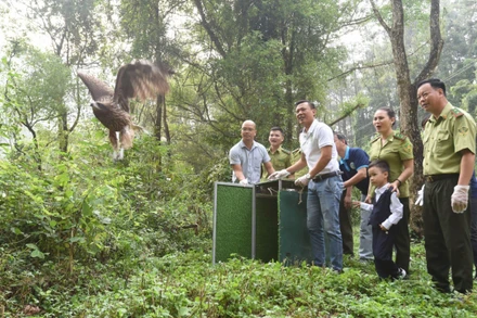 Vườn Quốc gia Tam Đảo đã phối hợp với Trung tâm Cứu hộ Động vật Hoang dã Hà Nội tổ chức tái thả một số loài chim hoang dã tại địa phận vườn quốc gia. (Ảnh: VGQ Tam Đảo)