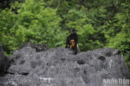 Bảo tồn thiên nhiên là chìa khóa cho phát triển kinh tế xanh bền vững. (Ảnh: CCD)
