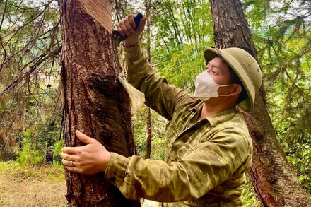 Người dân bên rừng thông khai thác lấy nhựa tại Lạng Sơn.
