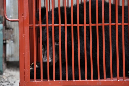 Cá thể gấu được cứu hộ tại xã Phụng Thượng, Phúc Thọ, Hà Nội.