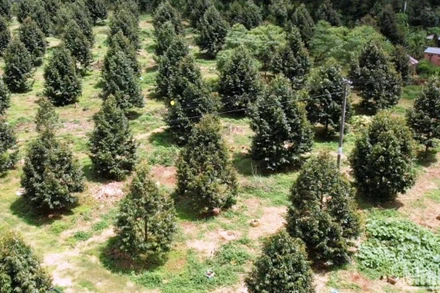 Đến năm 2025, Đắk Nông sẽ phát triển đạt 5.000ha sầu riêng. Tuy nhiên, mới đến cuối năm 2022, toàn tỉnh đã có khoảng 6.000ha sầu riêng, vượt xa so với quy hoạch.