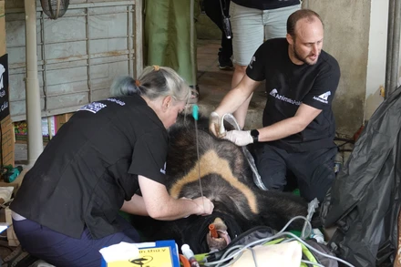 Các chuyên gia khám sức khỏe nhanh cho các cá thể gấu tại hiện trường. 