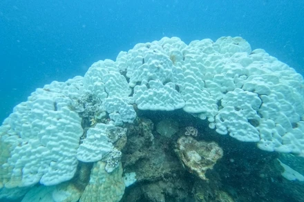 Cận cảnh các rạn san hô bị tẩy trắng. (Ảnh: Vườn Quốc gia Côn Đảo/TTXVN)