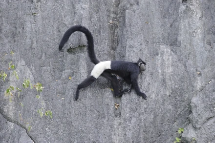 Một cá thể voọc quần đùi trắng được chụp tại Kim Bảng, Hà Nam (Ảnh: Trung tâm Bảo tồn Thiên nhiên và Phát triển).