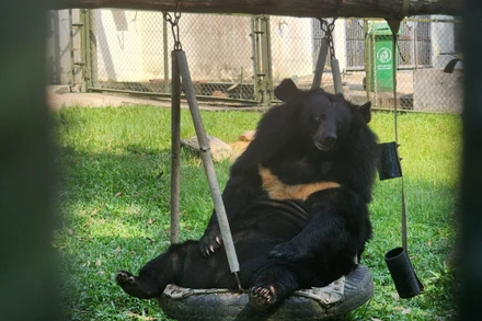 [Video] Thiên đường dành riêng cho gấu tại Tam Đảo