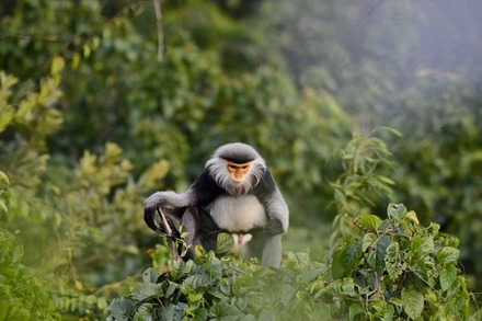 Một cá thể voọc chà vá chân xám tại Việt Nam. (Ảnh: Chi cục Kiểm lâm Phú Yên cung cấp)