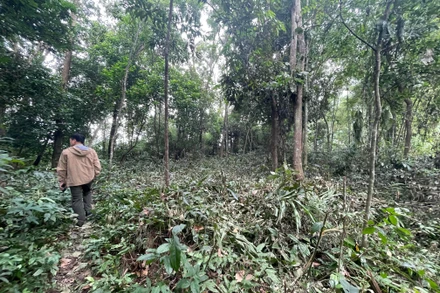 Khu vực rừng tự nhiên tại đồi Thiêng, xóm Chanh, xã Cao Sơn, huyện Lương Sơn bị phát khi chưa được các cơ quan có thẩm quyền phê duyệt dự án.