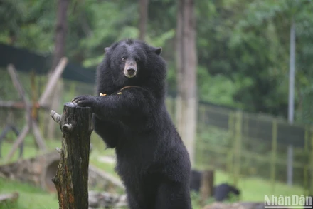 Những "chú gấu hạnh phúc" trong trung tâm cứu hộ lớn nhất Việt Nam 