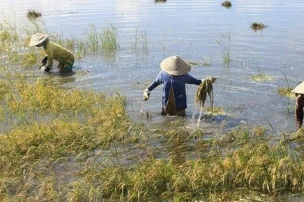 Mức hỗ trợ với cây trồng bị thiệt hại do thiên tai, dịch hại thực vật được quy định tại Nghị định 09/2025/NĐ-CP của Chính phủ.