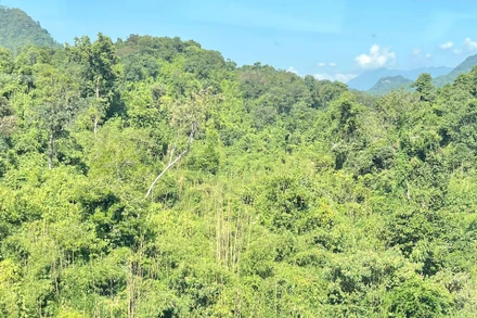 Lào đặt mục tiêu nâng tỷ lệ che phủ rừng lên 70% vào năm 2035. (Ảnh: Trịnh Quốc Dũng)