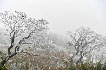 [Video] Du khách hào hứng với tuyết rơi trên nóc nhà Đông Dương ngay trước thềm năm mới