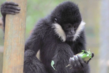 Cá thể vượn đen má trắng quý hiếm có tên là Mafia tại Trung tâm cứu hộ linh trưởng nguy cấp Cúc Phương (Ảnh: EPRC).