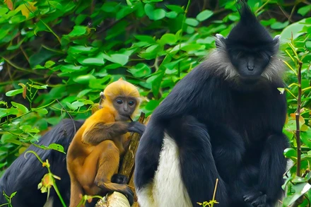 Những cá thể voọc gáy trắng ở Tuyên Hóa, Quảng Bình.