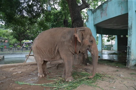 Chú voi tại công viên Thủ Lệ. (Ảnh: PV)